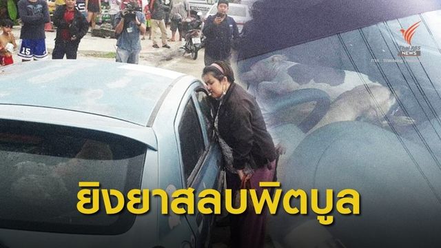 ยิงยาสลบย้าย "สุนัขพิตบูล" ไปแหล่งพักพิง