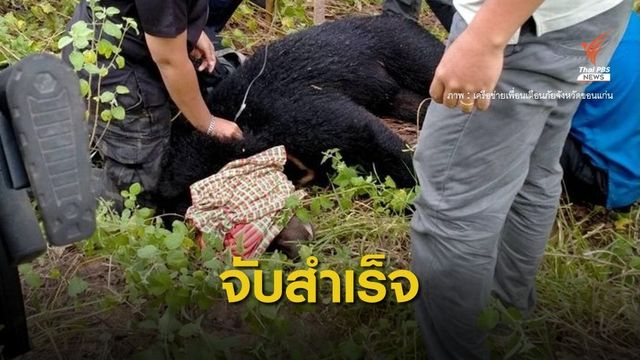 ภารกิจ 10 วัน จับแล้ว "เจ้าแตงโม" หมีควายหลุดเข้าชุมชน 
