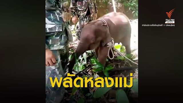 พบ "ลูกช้างป่า" หลงแม่ใกล้เขตอุทยานฯ น้ำหนาวเพชรบูรณ์