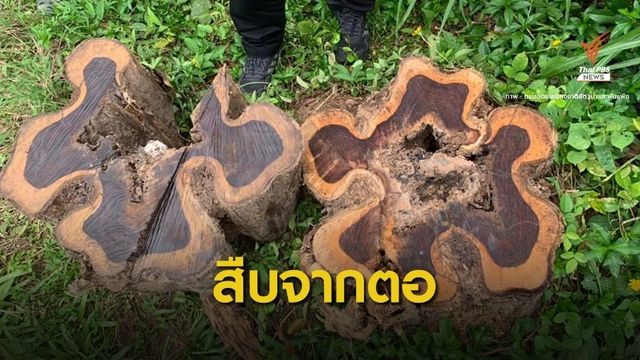 ไขปริศนา! ไม้พะยูงโยนทิ้งน้ำ "เทียบตอ" เป็นต้นเดียวกัน 
