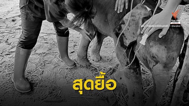 ลูกช้างหลงแม่ป่าน้ำหนาวตายแล้ว พบดิน-หิน​ในทางเดินอาหาร