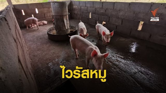 ปศุสัตว์พะเยา เร่งคุม "ไวรัสเพิร์ส" ระบาดในหมู