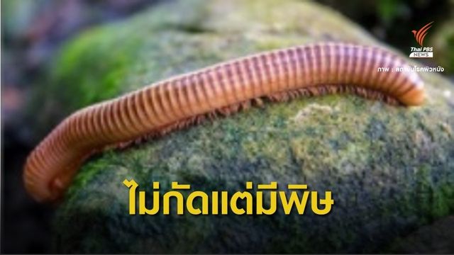 แพทย์ผิวหนังเตือน"กิ้งกือ" ไม่กัดแต่มีพิษทำผิวหนังแสบไหม้