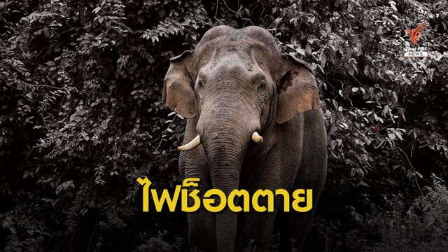 เศร้า! "พลายติ่งรู" ช้างป่าเขาใหญ่ ไฟช็อตตาย-เอาผิดรีสอร์ต