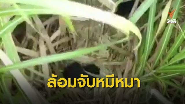 ค้นหาต่อ! ล้อมจับครอบครัวหมีหมา 3 ตัว ในป่าอ้อย จ.ชัยภูมิ