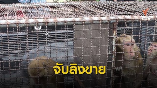 มอบตัวแล้ว "มือล่าลิง" ขายต่างชาติ