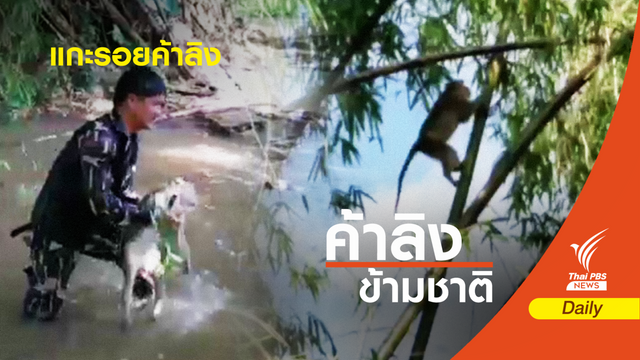 แกะรอยขบวนการค้าลิงข้ามชาติ 