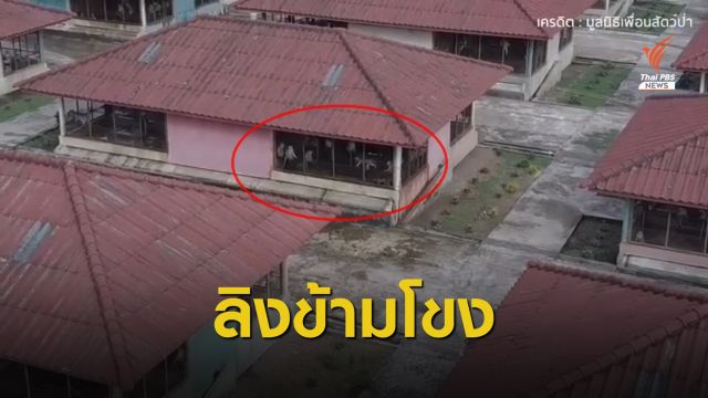 เปิดคลิปลับ! จุดพักลิงข้ามโขงนับหมื่นตัว ส่งขายจีน-สหรัฐฯ
