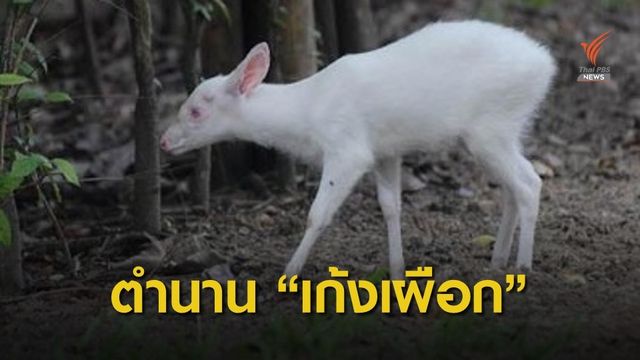 เปิดต้นสายพันธุ์ “เก้งเผือก” พระราชทาน สวนสัตว์สงขลา