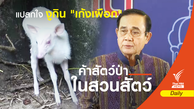 นายกรัฐมนตรี สงสัยงูชอบกินเก้งเผือก ?   