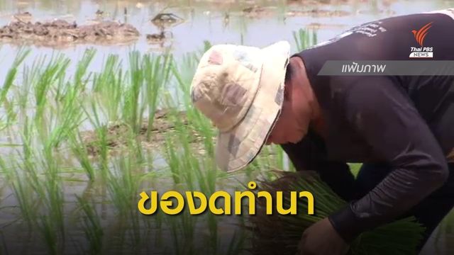 กรมชลประทาน ขอความร่วมมือเกษตรกรงดทำนาปีต่อเนื่อง เหตุน้ำในเขื่อนมีน้อย 