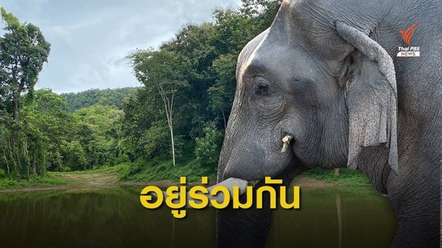 วัด-ชุมชนร่วมสร้างแหล่งน้ำ ลดขัดแย้ง "ชาวบ้าน-ช้าง" จ.กาญจนบุรี