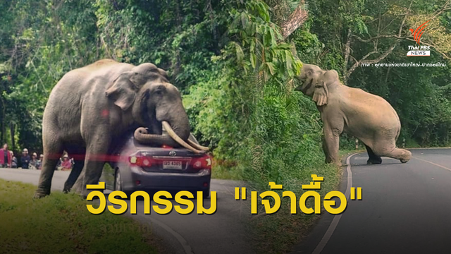 ทำไม? "เจ้าดื้อ" ช้างป่าเขาใหญ่ทำร้ายคนตาย