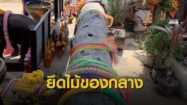 "ป่าไม้" ยึดไม้มะค่าแต้ลุงพล-ชี้วัดครอบครองต้องแจ้งขออนุญาต