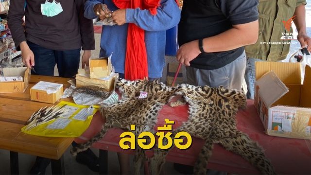 "พญาเสือ" จับชายขายซากสัตว์ป่า ตามยึดของกลางซุกบ้าน