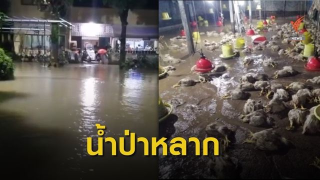 ฝนถล่ม "ยะลา-นราธิวาส" ไก่กว่า 600 ตัว ในฟาร์มถูกน้ำท่วมตาย