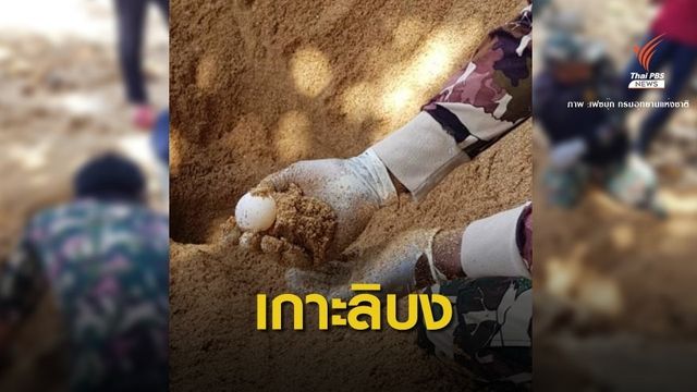ข่าวดี! "แม่เต่าตนุ" ขึ้นวางไข่บนเกาะลิบงในรอบ 9 ปี 