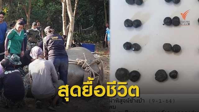 แพทย์ผ่าพิสูจน์ช้างป่า พบกระสุนฝังทั่วร่าง