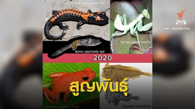 ข่าวร้าย "5 สัตว์โลก" สูญพันธุ์แล้ว "โลมาแม่น้ำ-แรดขาวเหนือ" จ่อคิว 