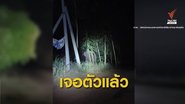 สัตวแพทย์เข้ารักษา "ช้างป่าอ่างฤาไน" ถูกรถพ่วงชนบาดเจ็บ