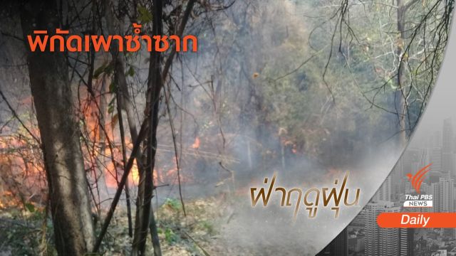 ฝุ่นเหนือขยับ! เชียงใหม่ สีแดง 1 จุด-ทส.ส่งตรงผู้ว่าฯ รับลูกแก้ไฟป่า