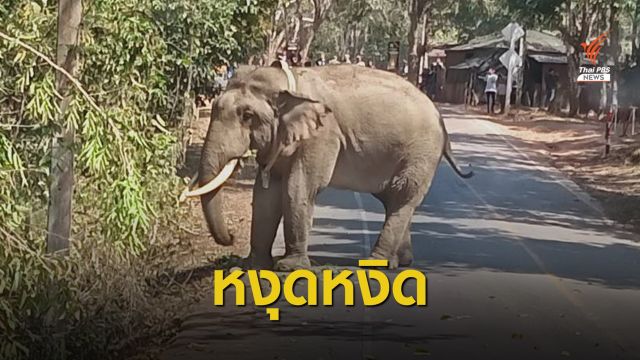 ติดปลอกคอ GPS คาดปม "เจ้าดื้อ" เครียดทำร้ายนักท่องเที่ยว