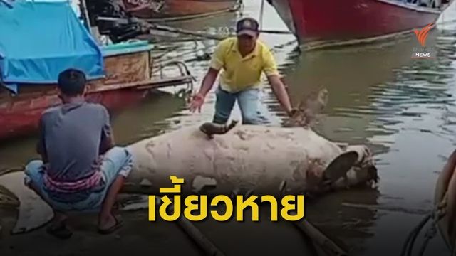 พบซากพะยูนคาดถูกฆ่าตัดเขี้ยว ลำตัวมีแผลถูกแทง