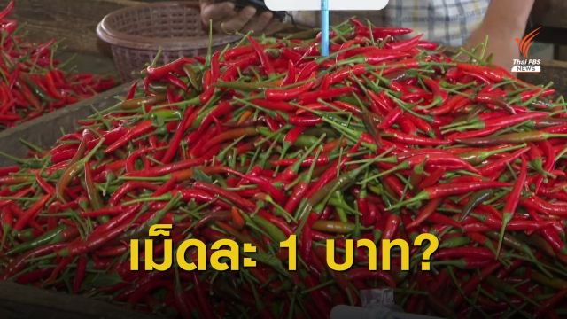 สำรวจราคา "พริกขี้หนู" พุ่ง หลังผลผลิตออกสู่ตลาดน้อย