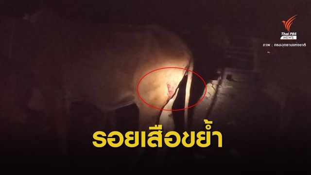 แกะรอย "เสือโคร่ง" หลุดป่าห้วยขาแข้งกัดวัว 