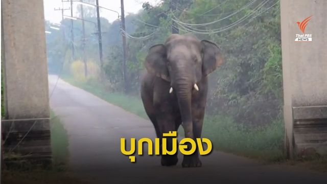 เตือน 3 ชุมชน "ช้างสีดอ" บุกเมืองสระแก้ว เตะจักรยานยนต์พัง