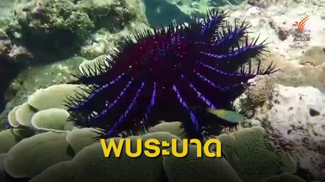 พบปลาดาวมงกุฎ ระบาดทะเลกระบี่ 