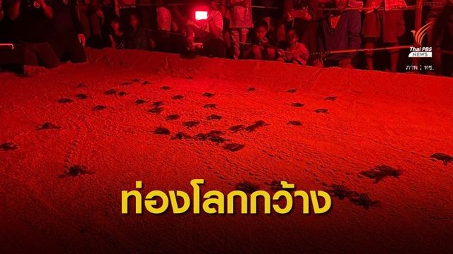 ฟักแล้ว "81 ลูกเต่ามะเฟือง" รังที่ 9 หาดบางขวัญ 