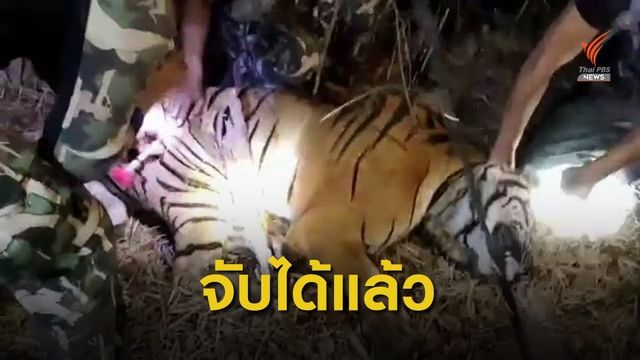 จับได้แล้ว เสือหลุดจากกรงสถานีเพาะเลี้ยงสัตว์ป่าเขาสน