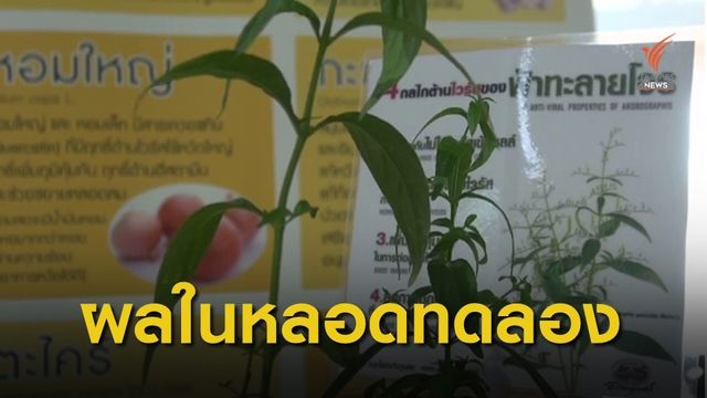 "ฟ้าทะลายโจร" ยับยั้งโควิดแพร่เข้าเซลล์ไม่ได้
