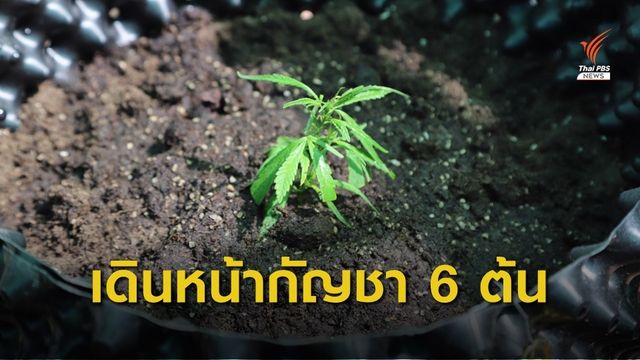 สธ.เปิดโครงการ "ปลูกกัญชา 6 ต้น" นำร่องโนนมาลัยโมเดล จ.บุรีรัมย์ 