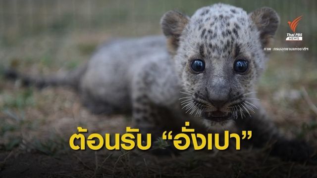 "เสือดาว" ของกลางไม่เครียดกินนมได้-แต่ยังร้องหาแม่  