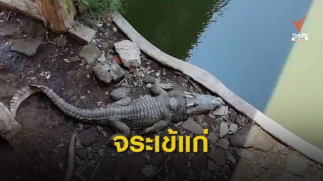 ตรวจฟาร์มจระเข้สมุทรปราการ หลังนทท.ร้องเรียนสัตว์ผอมโซ