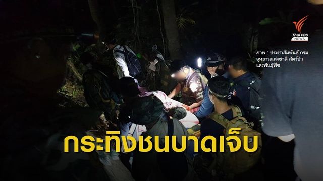 กระทิงชน จนท.ซี่โครงหัก ขณะลาดตระเวนป่า 