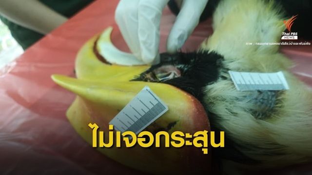 ผลชันสูตร "นกเงือกเกาะช้าง" ไม่เจอกระสุนแต่มีรูแผล 0.5 ซม.