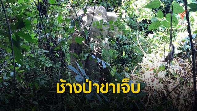 ช่วย "ช้างป่ากุยบุรี" บาดเจ็บ