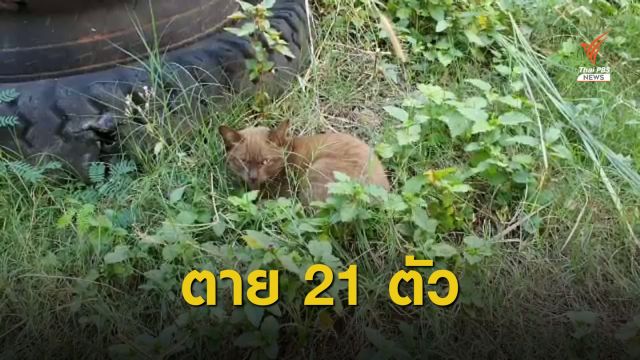 สัตวแพทย์ตรวจแมวตายเกือบหมดหมู่บ้าน พบ "ไข้หวัดแมว" ระบาด 