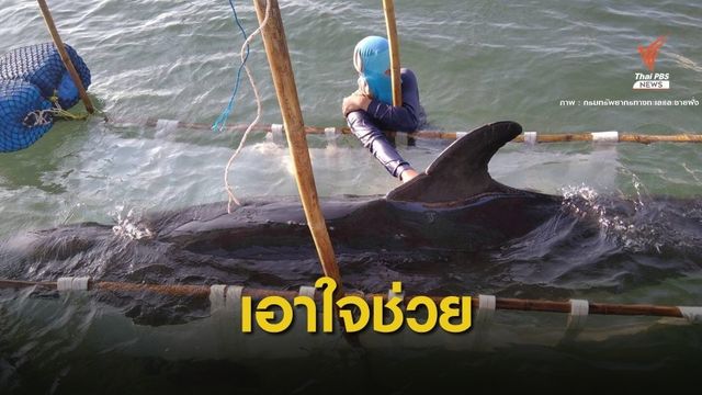 ส่งใจช่วย "วาฬเพชฌฆาตดำ" อาการออ่อนแรง-ว่ายน้ำเองไม่ได้ 