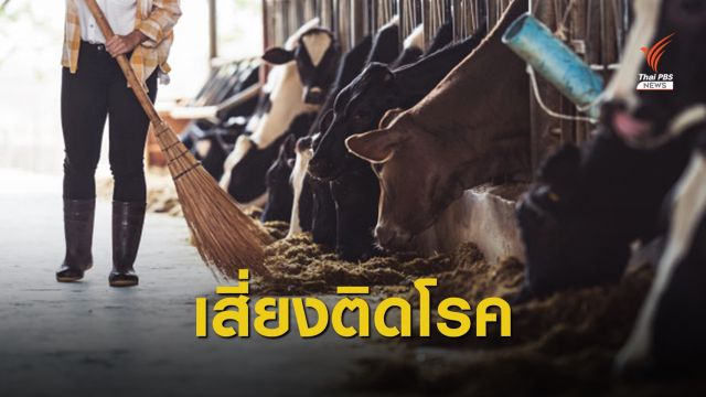 เตือนคนทำงานในฟาร์มระวัง "โรคแท้งติดต่อในสัตว์" แพร่สู่คน 