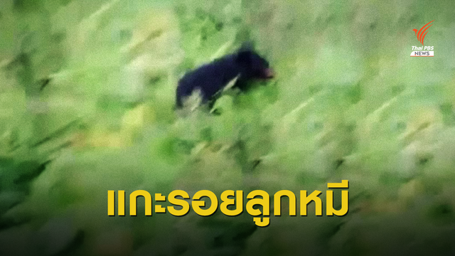 เร่งตามหา "ลูกหมีควาย" พลัดหลงแม่ใกล้ชุมชน 