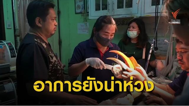 สงสัยญาตินักการเมืองยิงนกเงือกเกาะช้าง