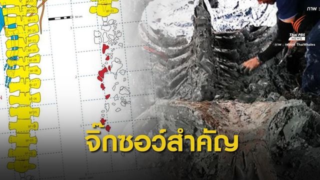 ข่าวดี! พบกะโหลก-ขากรรไกรบน ฟอสซิล "วาฬอำแพง" 