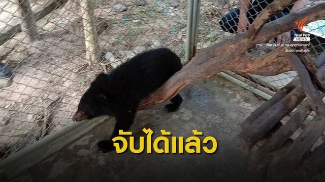 จับแล้ว! "ลูกหมีควาย" พลัดหลงป่านครนายก