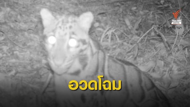 พบ "เสือลายเมฆ" ครั้งแรกในรอบ 20 ปี แถบป่าเทือกเขาพนมดงรัก