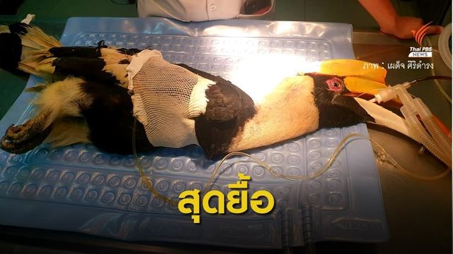 "นกเงือก" ถูกยิงที่เกาะช้างตายแล้ว หลังรักษา 5 วัน