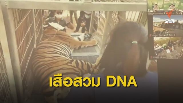  ยึดเสือโคร่ง 5 ตัว-พักใบอนุญาต 90 วัน สวนสัตว์ดัง จ.มุกดาหาร 